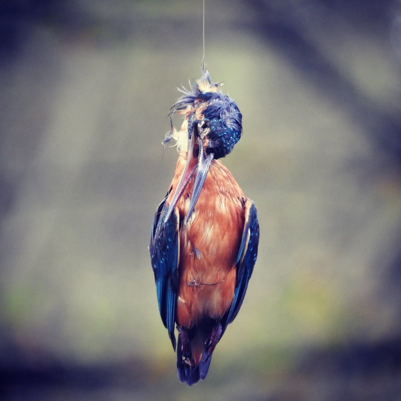 Other image for Protected birds needlessly killed